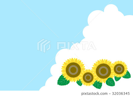 向日葵和夏天藍天 向日葵和夏天藍天 32036345
