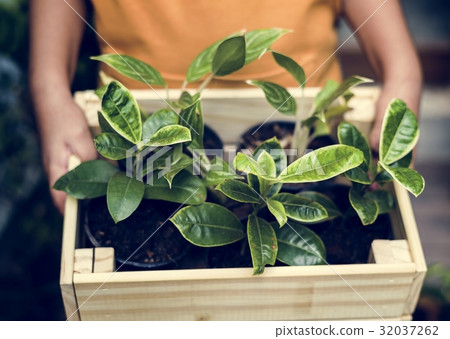 People holding wooden container with houseplant inside People holding wooden container with houseplant inside 32037262