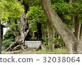 雲龍神社(愛知縣名古屋市)的樟樹 雲龍神社(愛知縣名古屋市)的樟樹 32038064