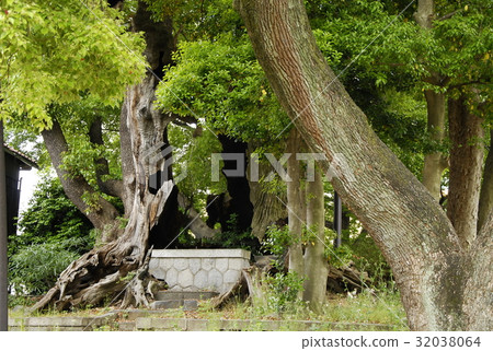 雲龍神社（愛知縣名古屋市）的樟樹 32038064