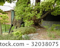 雲龍神社(愛知縣名古屋市)的樟樹 雲龍神社(愛知縣名古屋市)的樟樹 32038075