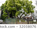 雲龍神社(愛知縣名古屋市)的樟樹 雲龍神社(愛知縣名古屋市)的樟樹 32038076
