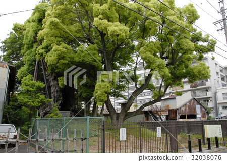 雲龍神社(愛知縣名古屋市)的樟樹 雲龍神社(愛知縣名古屋市)的樟樹 32038076