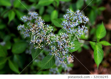 繡球花·2 32038245