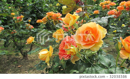 Rose Garden Shonai Green Park 32038386