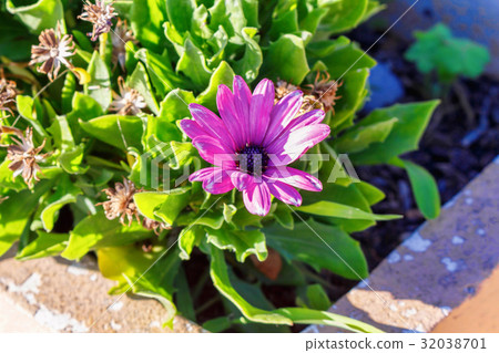 Beautiful purple flowers in green garden Beautiful purple flowers in green garden 32038701