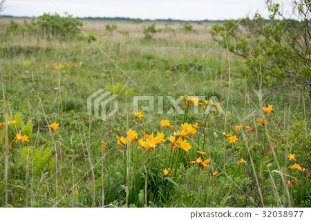 濕地在Ezokanzou開花 32038977