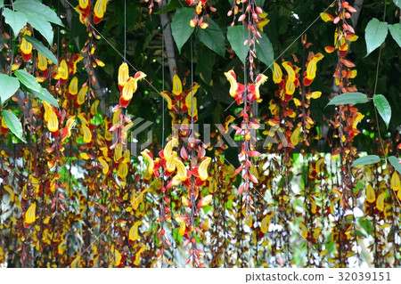 Tsunbergia Myresolesis 32039151