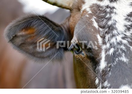 Close cow eye 32039485