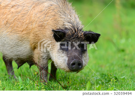 Wild boar in forest Wild boar in forest 32039494