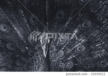 A beautiful male peacock with expanded feather 32039522
