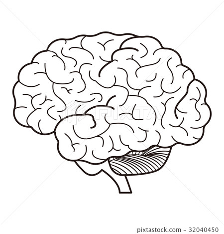 brain  32040450