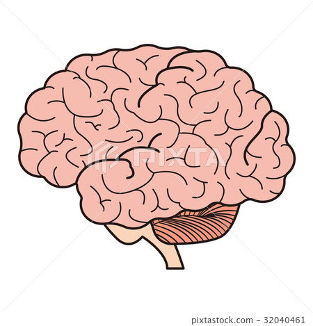 brain brain 32040461
