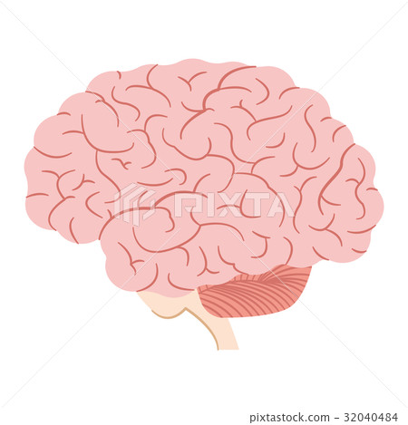 brain brain 32040484