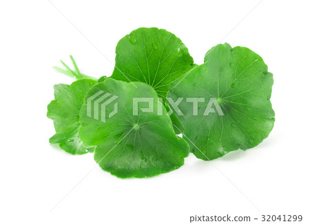 Leaf of Gotu kola, Asiatic pennywort 32041299
