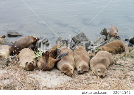海獅海豹蒙特里 32041541