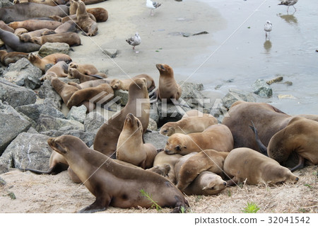 海獅海豹蒙特里 32041542