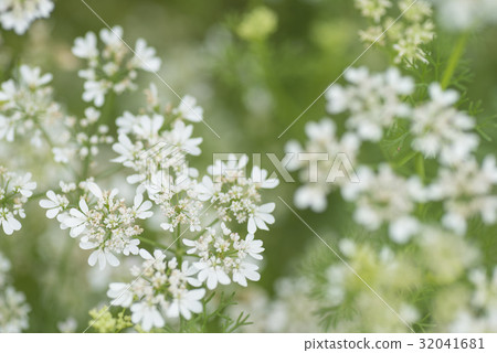 Coriander flowers 32041681
