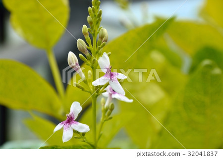 Pessouderrand Temme Reticulitum 32041837