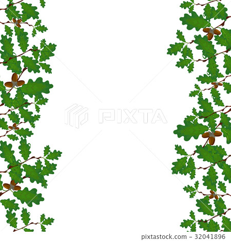 Green branches of oak with acorns on both sides 32041896