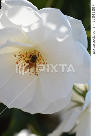 日本蜜蜂和白玫瑰花（美白圖像+蜜蜂的力量）玫瑰玫瑰玫瑰蜜蜂蜜蜂 32041897