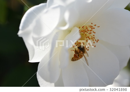 日本蜜蜂和白玫瑰花(美白圖像+蜜蜂的力量)玫瑰玫瑰玫瑰蜜蜂蜜蜂 日本蜜蜂和白玫瑰花(美白圖像+蜜蜂的力量)玫瑰玫瑰玫瑰蜜蜂蜜蜂 32041898