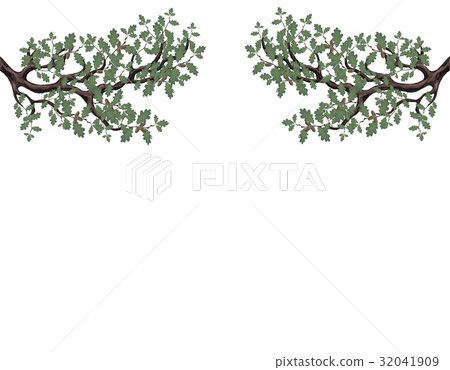 Two green branches of oak with acorns on both 32041909