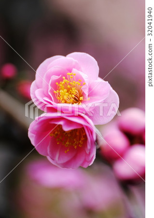 plum	 32041940