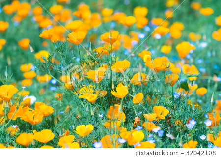 加州罌粟 花朵 花 32042108