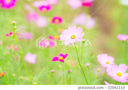 大波斯菊 花朵 花 32042110