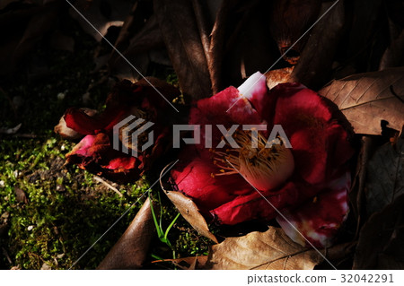 Camellia Camellia 32042291