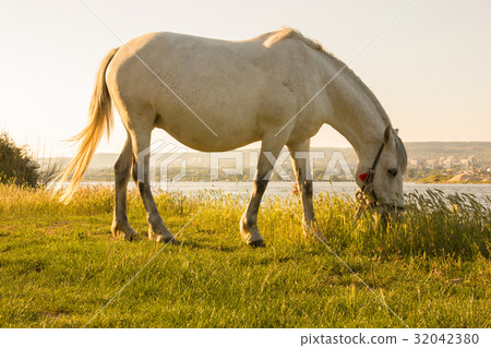 horse grazing next to the lake horse grazing next to the lake 32042380