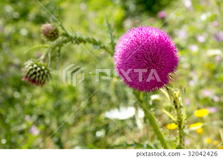 Thistle buds and flowers on a summer field. Thistle buds and flowers on a summer field. 32042426