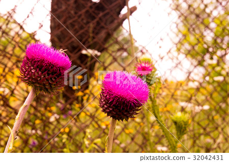 Thistle buds and flowers on a summer field. Thistle buds and flowers on a summer field. 32042431