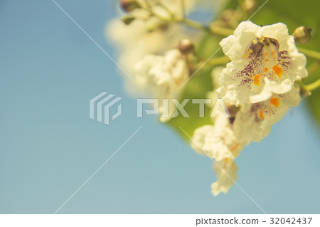 White flowers background closeup White flowers background closeup 32042437