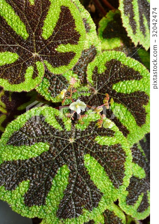Begonia · Masoniana 32042474