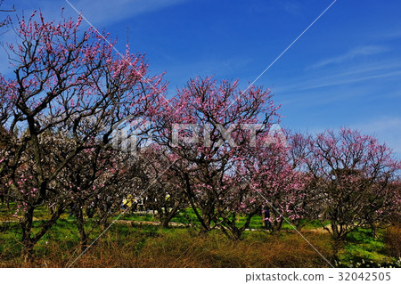 plum	 32042505
