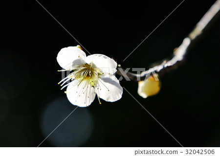 plum	 32042506