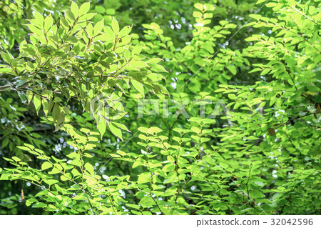 New green image 32042596