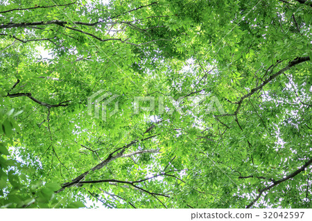 New green image 32042597