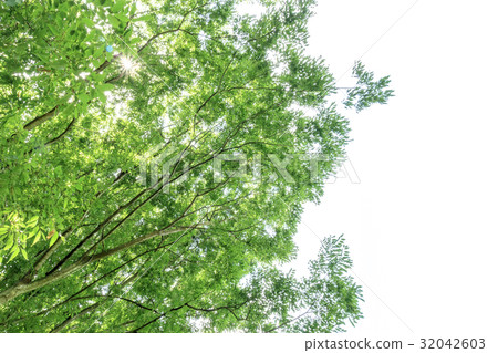 New green image 32042603