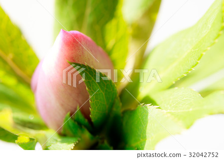 聖誕玫瑰花蕾 32042752