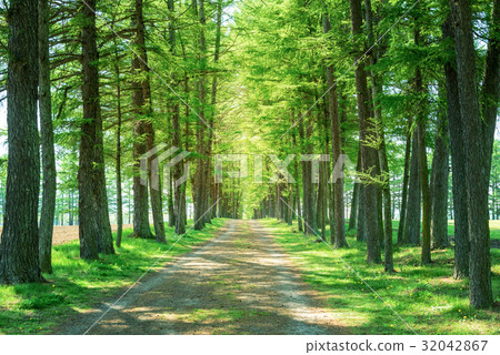 Larch lined with trees 32042867