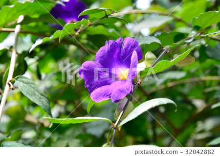 Tsunbergia · Fogeliana 32042882