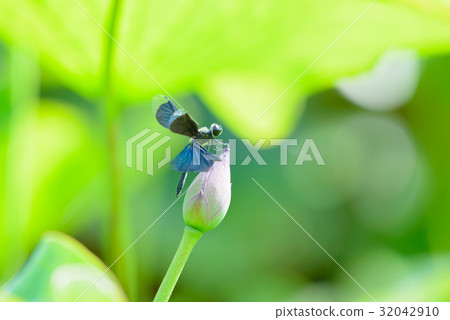蝴蝶蜻蜓 32042910