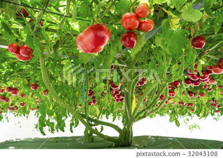 Hydroponic cultivation of tomato 32043108