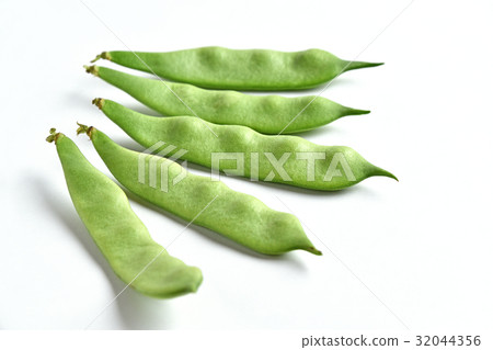 摩洛哥豆 摩洛哥豆 32044356