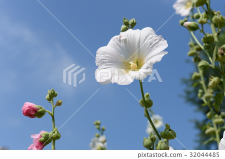 Moogue·Fuyo之花 Moogue·Fuyo之花 32044485