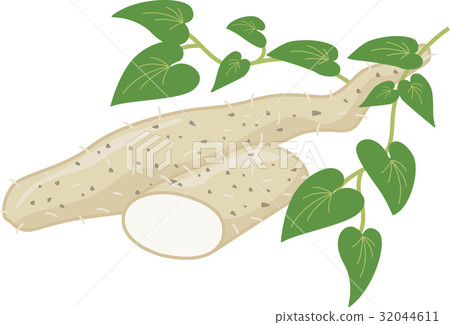 Wild potato (junjyo) Wild potato (junjyo) 32044611