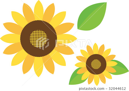 Sunflower (sunflower) Sunflower (sunflower) 32044612